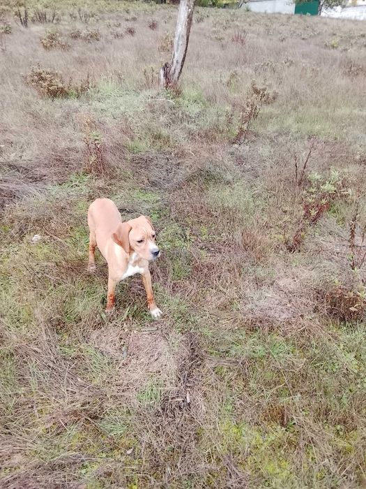 Perdigueiro Português