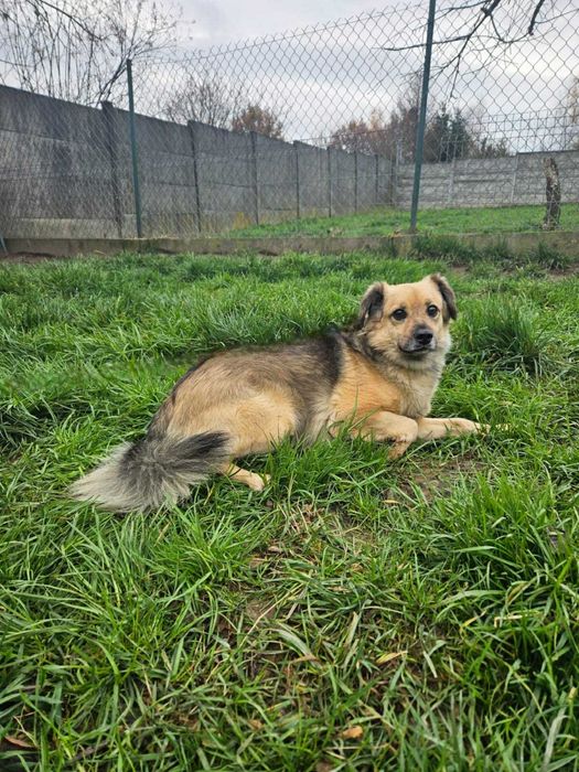 Parys piesek do adopcji