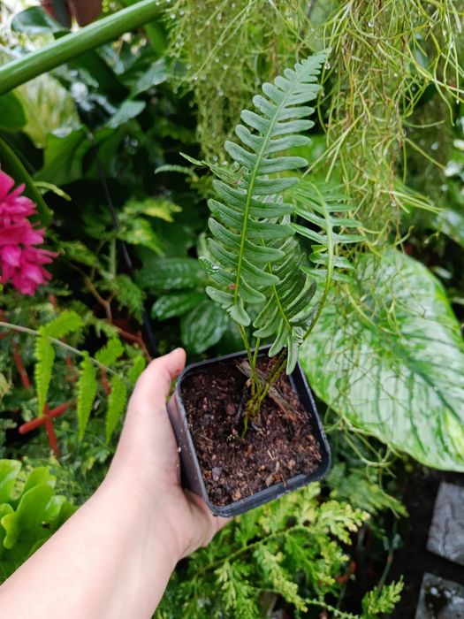 Папороть davalia pectinata