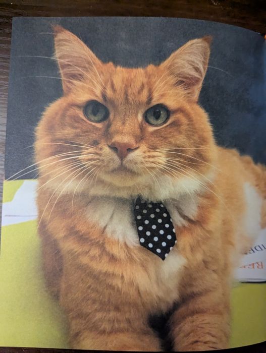 Книга англійською How to get ahead in business with office cat