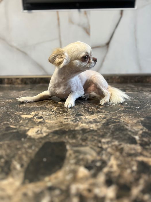 В’язка чіхуахуа кабєль