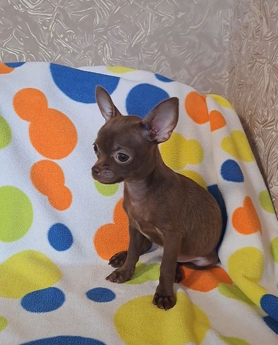 Шоколадная малышка