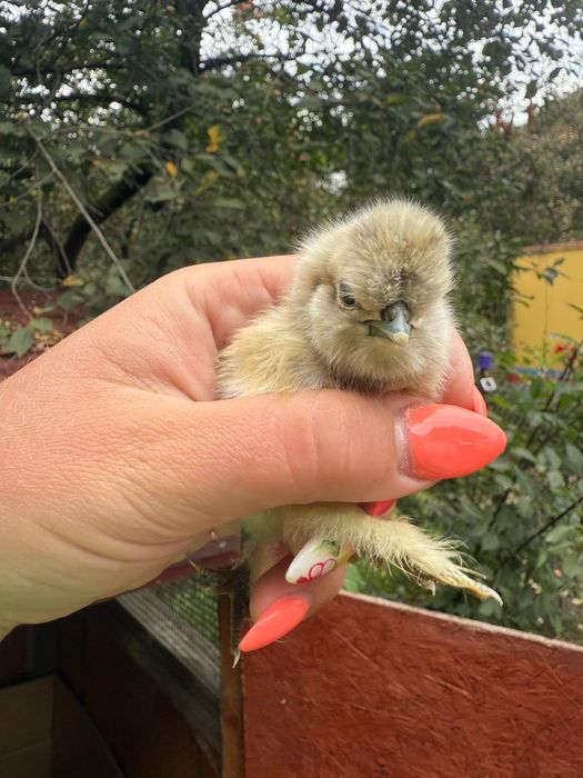 Kury rosy kury silki kury araukany pisklaki araukany