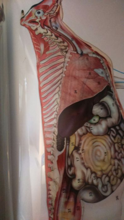 Grande dicionário enciclopédico