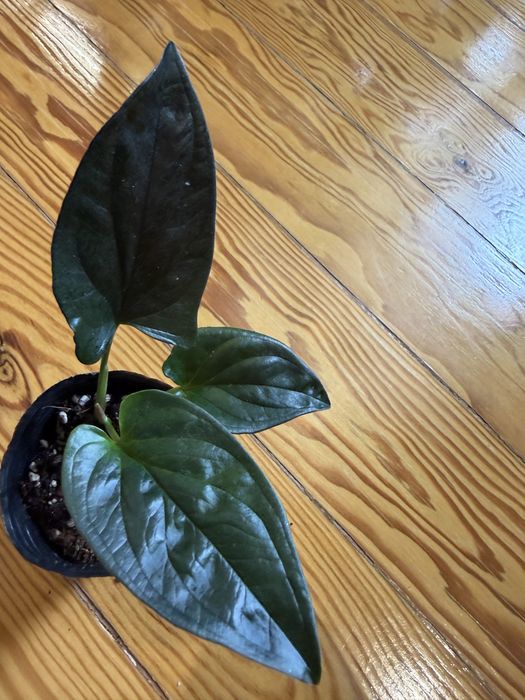 Syngonium red arrow