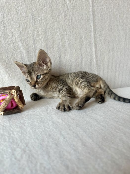 Котик Девон рекс/Devon Rex