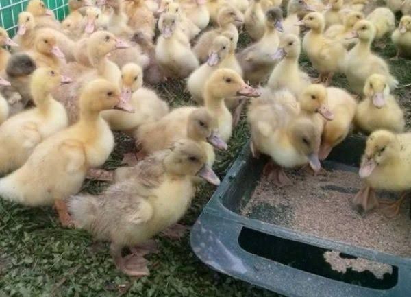 Каченята,курчата,гусята,індичата