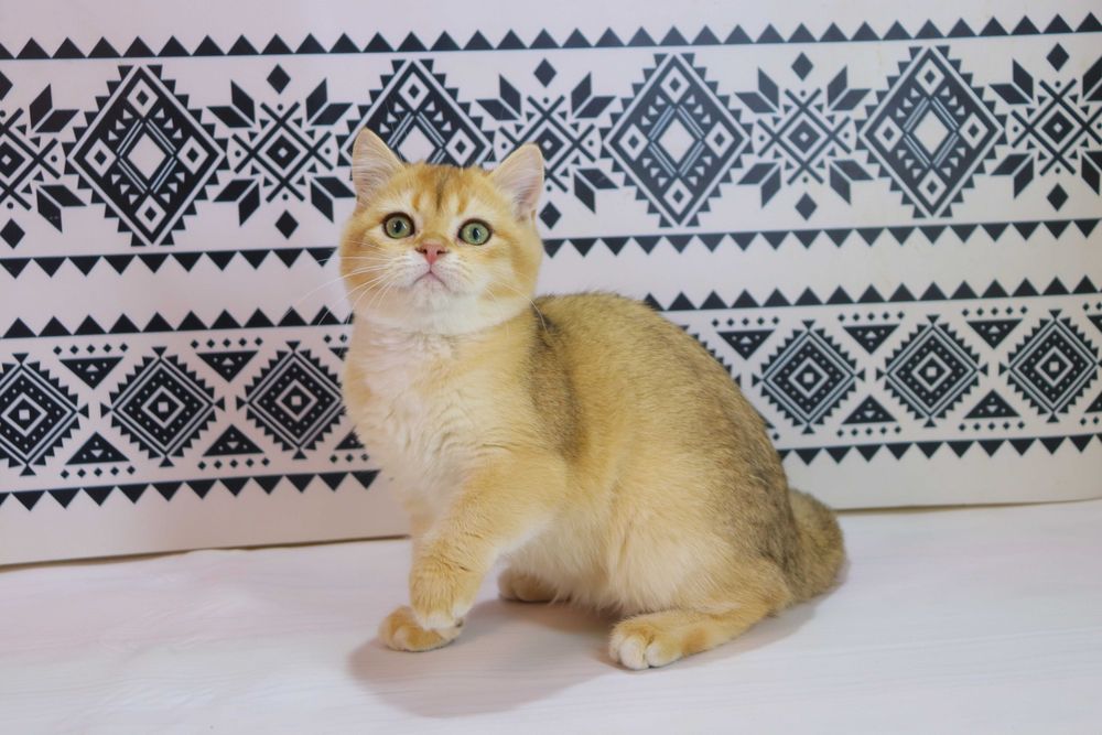 Чудова британська кішечка з вакцинами