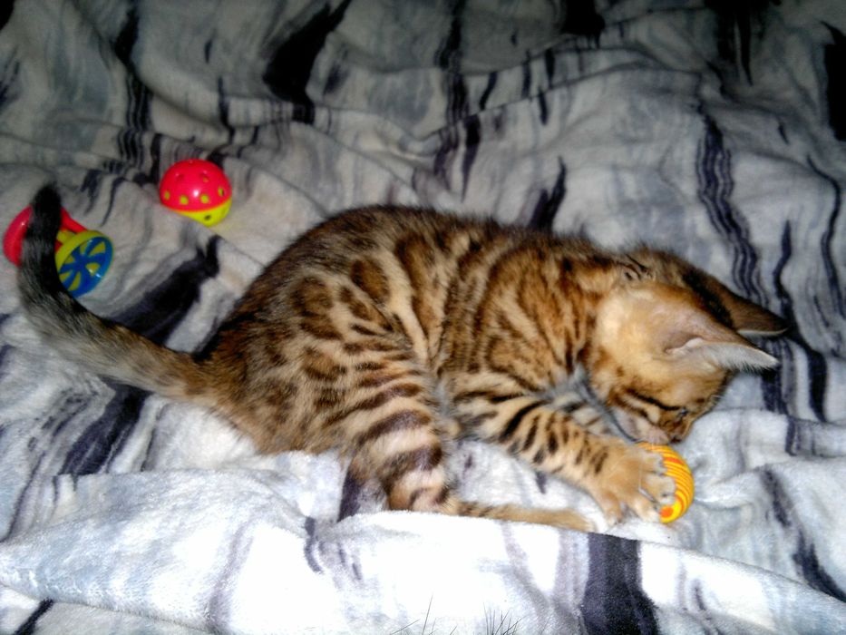 Чистокровна бенгальська дівчинка BENn24