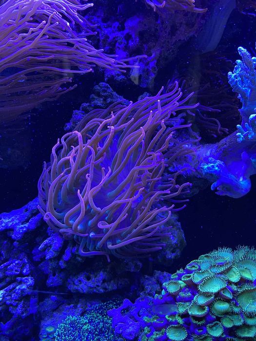 Морской аквариум