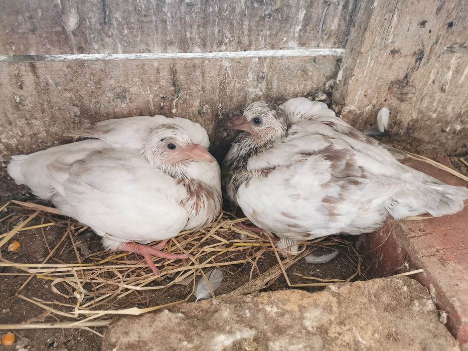 Pombos de grande porte