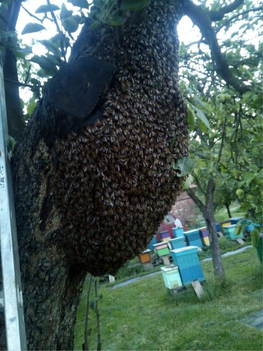 Rodzina pszczela / Rój pszczeli