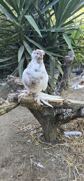 Pombos cambalhota,  tambores da bulgária , gravatinhas e  cabeleiras