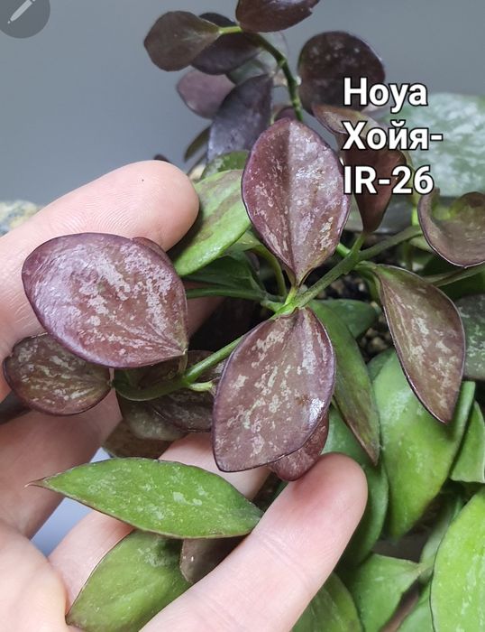 Хойя  Hoya IR-26