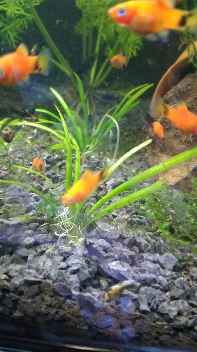 Mollys, platys Mickey mouse, guppys moscow azul