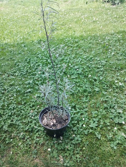 Sadzonki rokietnika żeńskie