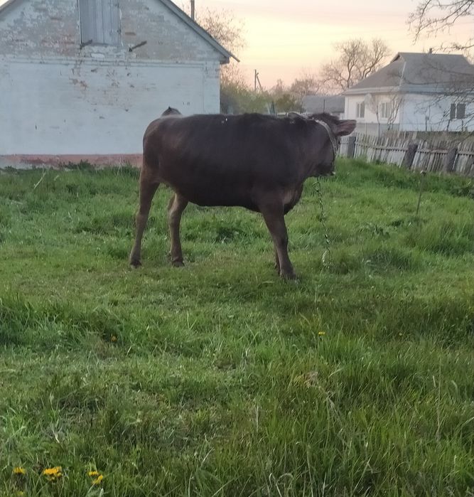 Продам телицю Полтавська джерсійська