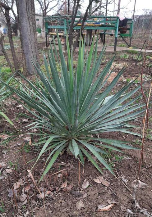 юкка       зеленая