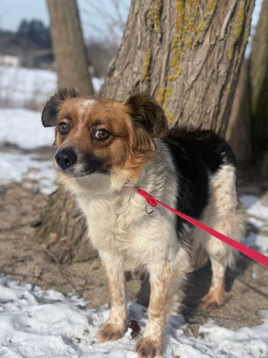 Malutka Piri nieśmiało rozgląda się za domem stałym