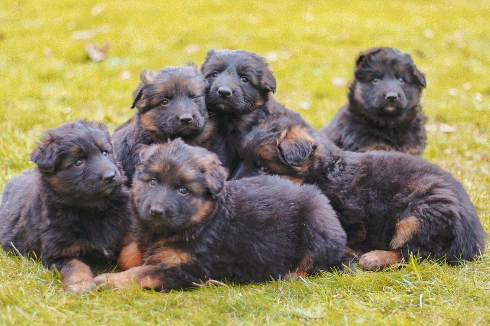 Owczarek niemiecki długowłosy