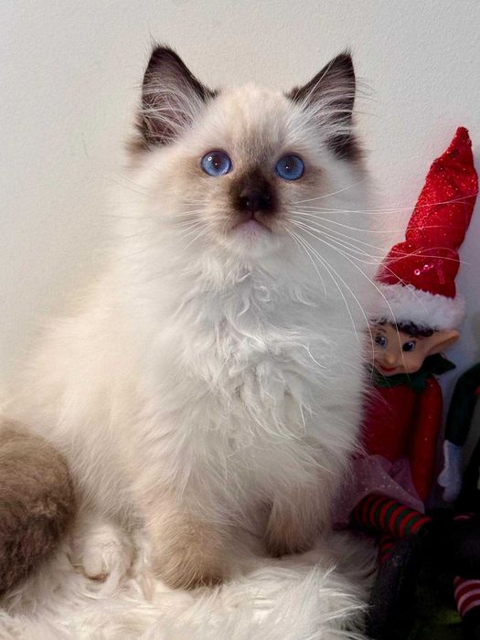 Śliczny kocurek  RAGDOLL nie aktualny