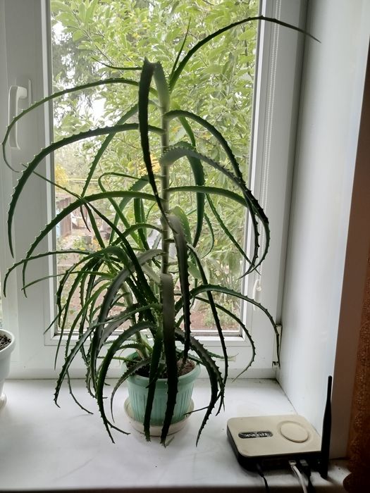 Продам лікувальну рослину Алоє