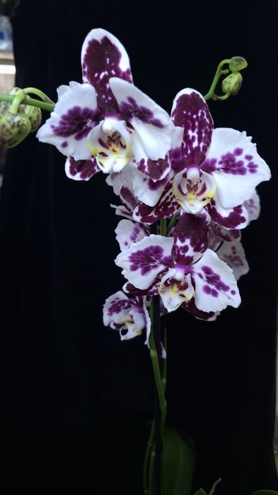 Орхідеі Маракеш пелор, метелик. Повна мутація. На дві гілки. Квітка 8с