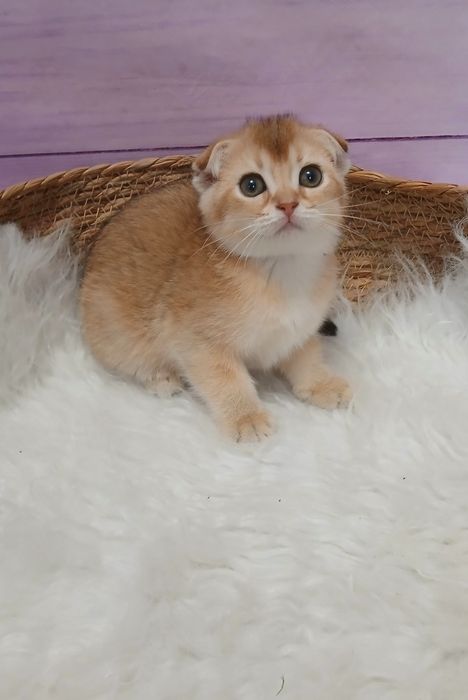 Кошенята золотої шиншили