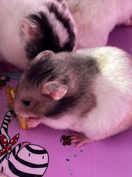Хомяки пушистые(малыши)