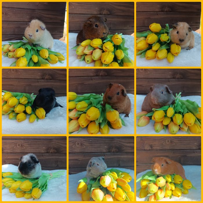 Świnka morska US Teddy i kawia domowa