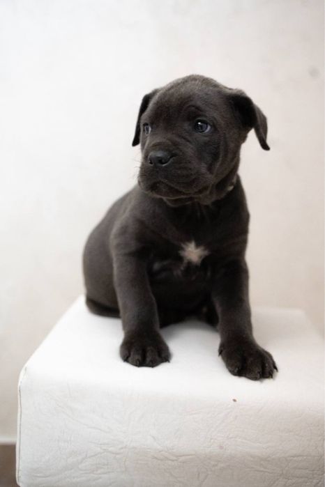 Cane Corso щенята