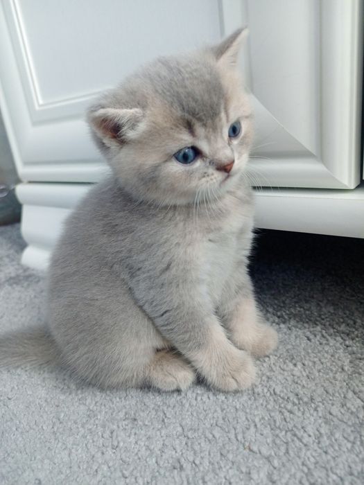 Кошеня шотландська вісловуха