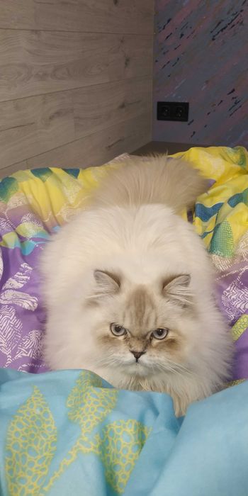 Класична персидська кішка шукає кота для в'язки