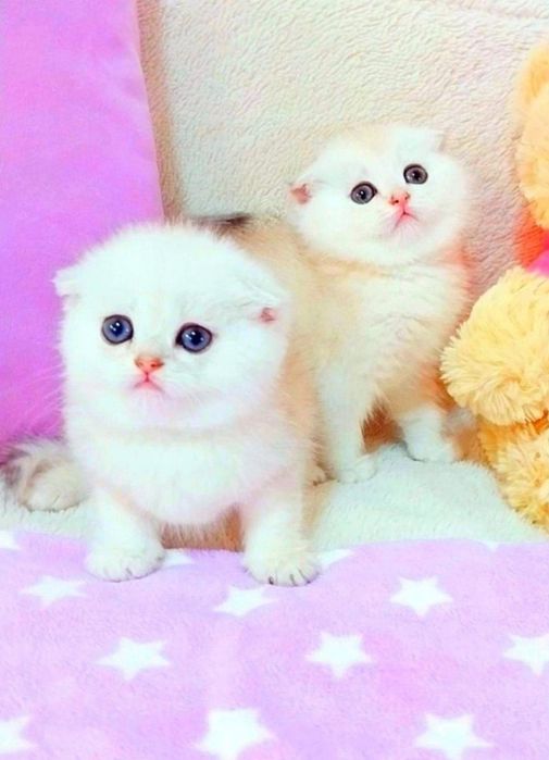 Біленькі плюшеві кошенята фолдики