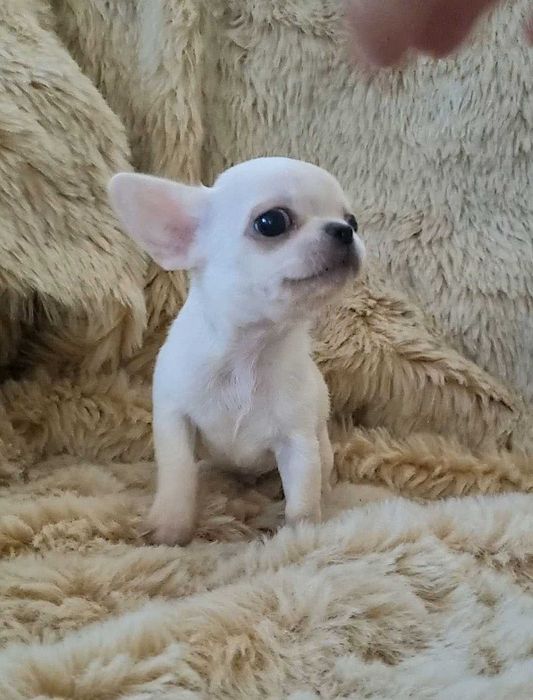 Яскравий міні малюк