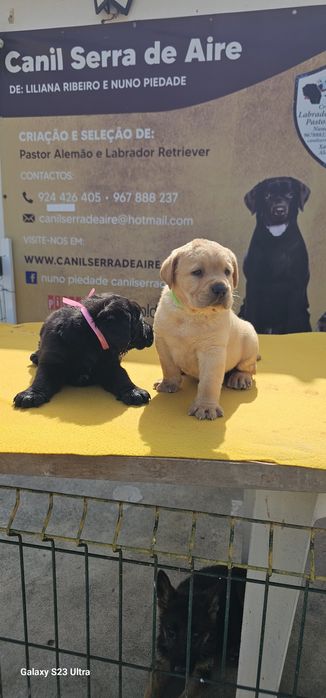 labrador retriever de alta qualidade