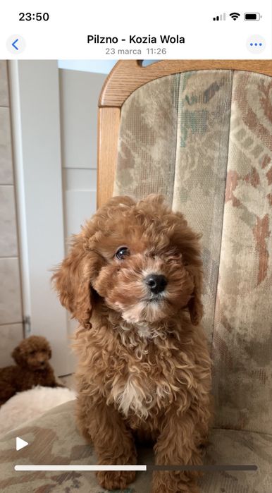 Cavapoo f1b cudna ruda sunia