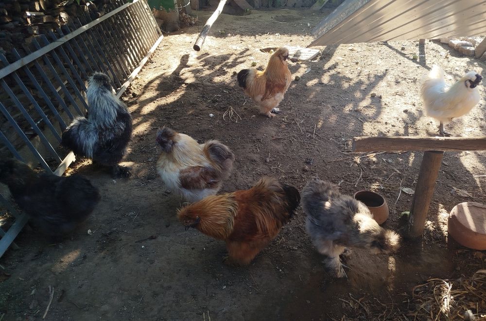 Vendo ovos galados de Sedosas do Japão Barbudas