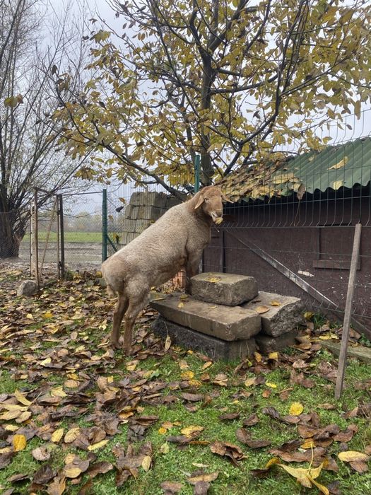 Баран гісар молодий