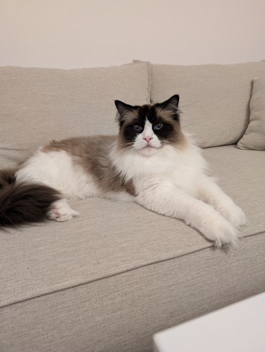 Kot ragdoll 4 letni