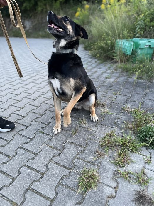 Przedstawiamy Boryska — psa o wielkim sercu.
