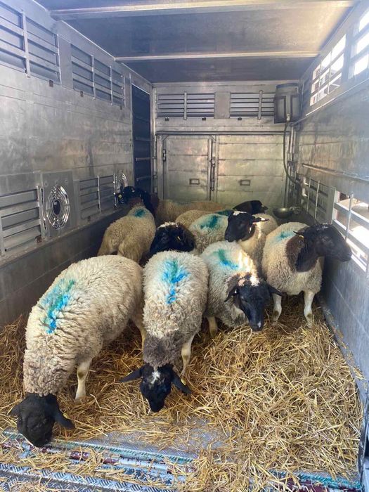 Продаю вівці Дорпер