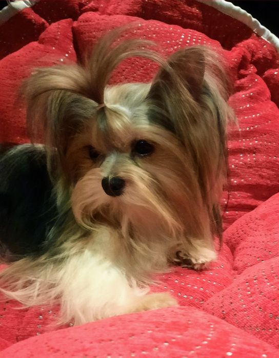 Biewer yorkshire terrier  mały piesek