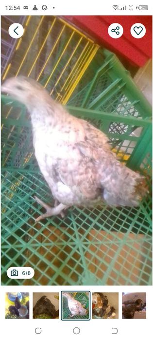 Курки Ломан Браун Лєгорн 5 -6 місяців