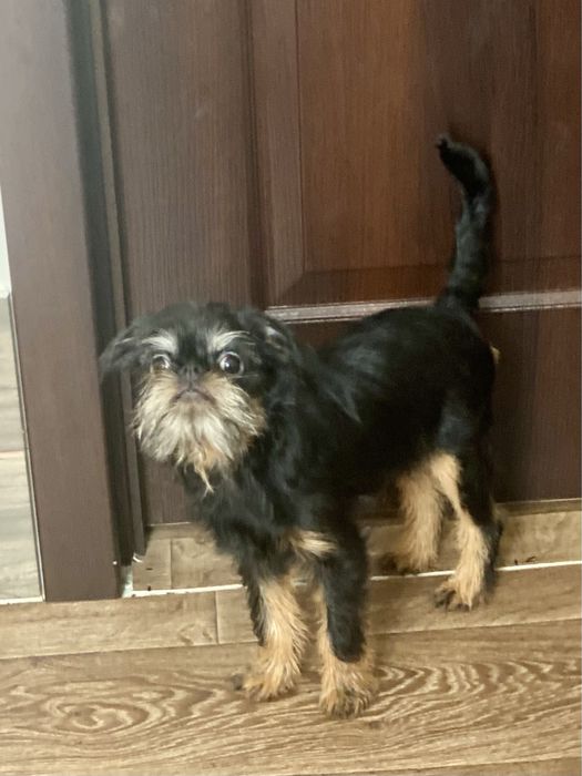 Бельгийский гриффон