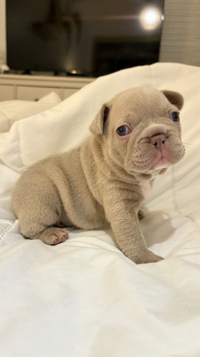 Bulldog francês Isabella