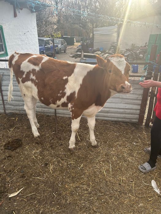 Продам телицю 8 місяців