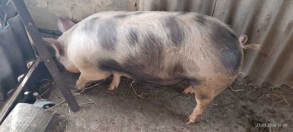 Продам свиней живою або битою вагою