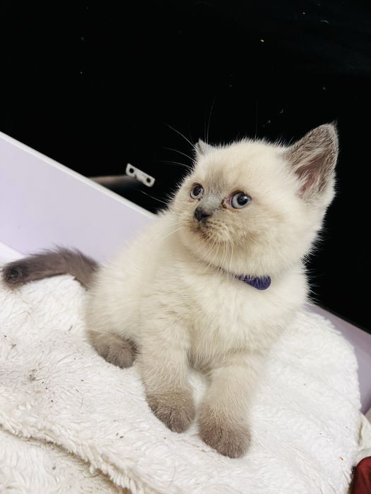 Kotka brytyjska Point