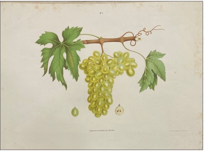 ampelographia do Douro